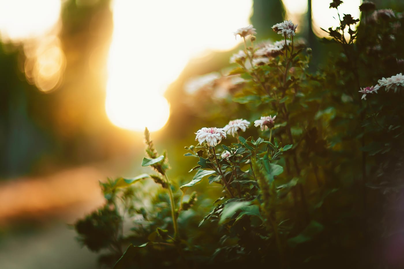 Soft white flowers in low golden light