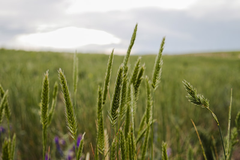 Soft grasses against a quiet sky
