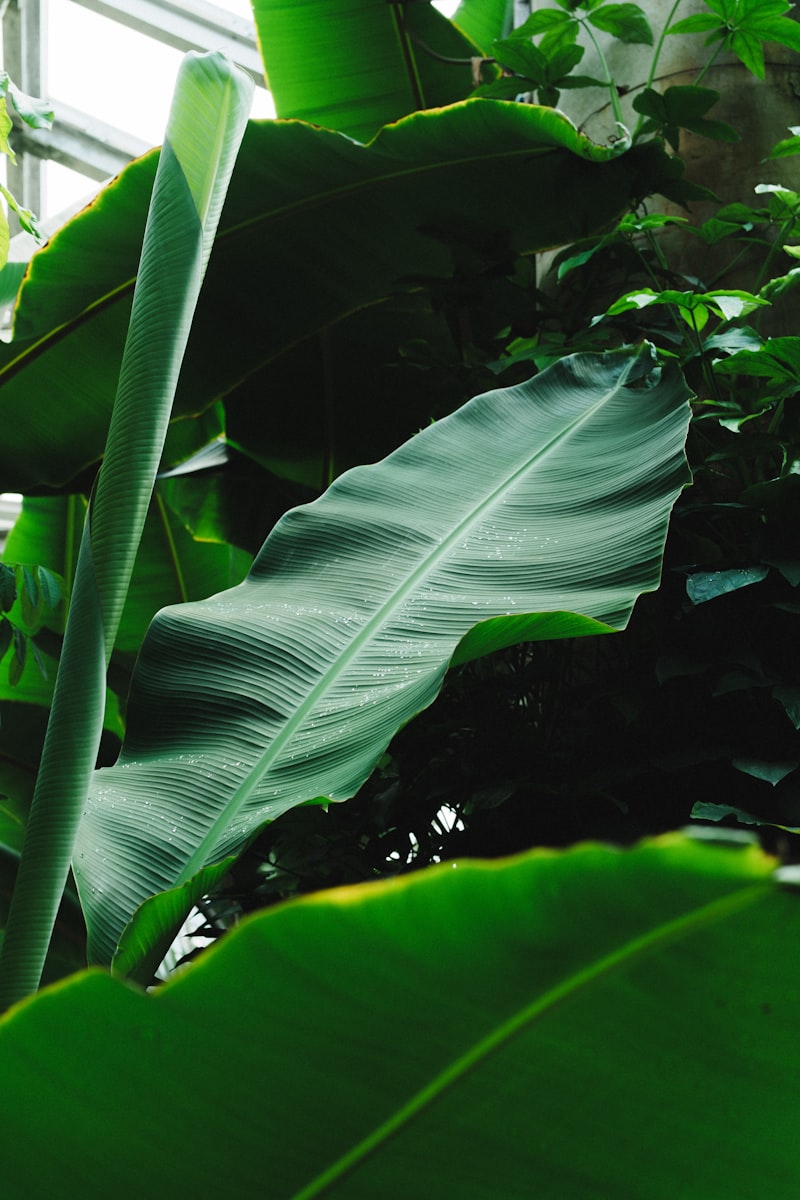 Large paddle-shaped leaves layered over one another in the cool green light of deep shade